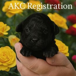 Rose - Black female Poodle puppy in Dallas, Georgia from Everyone Loves Doodlez