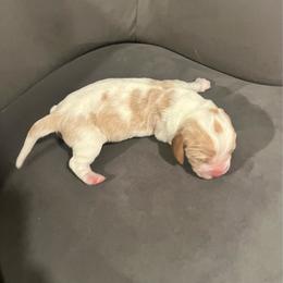 Gracie - Lemon and white female Basset Hound puppy in Hurtsboro, Alabama from PARK’s Family Farm
