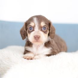 Roswell -- FULL AKC Cream - Chocolate and cream male Dachshund puppy in Neosho, Missouri from A Walk In The Park