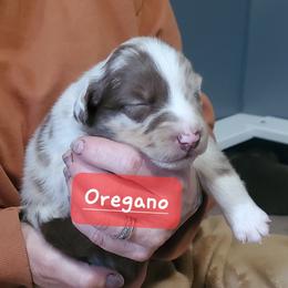 Oregano - Red merle male Australian Shepherd puppy in Cottage Grove, Oregon from Farmstead Aussies
