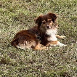 Miniature Australian Shepherd and Toy Australian Shepherd All Grown Up from Maple Creek Run