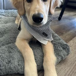 Golden Retriever All Grown Up from Winters Goldens