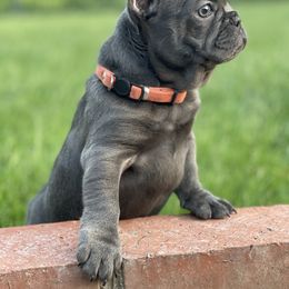 French Bulldog Puppies from French Bulldog Loco