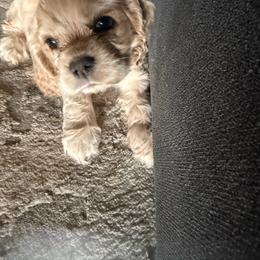 Blue - Buff male Cocker Spaniel puppy in Rio Rico, Arizona from J&E spaniels