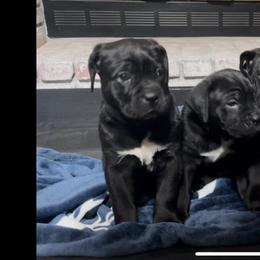 Boy 3 - Black Cane Corso puppy in South Carolina from Spagnolo Cane Corso