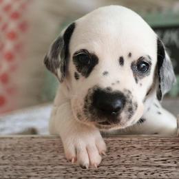 Dalmatian Puppies from Snow Dalmatians
