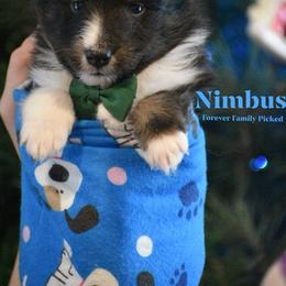 Nimbus - Black white and tan male Shetland Sheepdog puppy in Gladbrook, Iowa from T Triple C Shelties