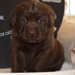 Cream - Chocolate female Labrador Retriever puppy in Camden, Indiana from Camden's Caring Canines