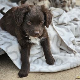 Serano - Red male Miniature American Shepherd puppy in Austin, Texas from ATX Mini Aussies