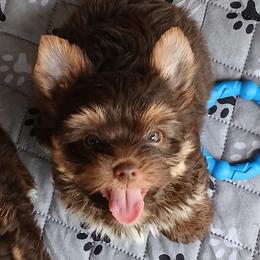 Boy 4 - Chocolate and tan male Yorkshire Terrier puppy in Jamestown, Tennessee from Green Ridge