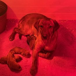 Ember - Labrador Retriever