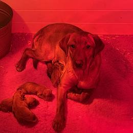 Ember - Labrador Retriever