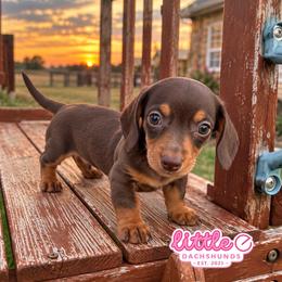 Casper - Chocolate and tan male Dachshund puppy in Hawley, Texas from Little e Dachshunds