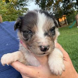 Slate - Blue merle male Australian Shepherd puppy in Four Oaks, North Carolina from RoseWest Farms