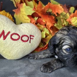 Luna - Sable female Cockapoo puppy in Placerville, California from Rpuppies