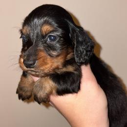 Hank - Black and tan male Dachshund puppy in Goldthwaite, Texas from Mini Mama Dachshunds