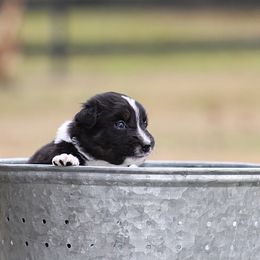 Vibe - Black tri-color male Australian Shepherd puppy in Springville, Alabama from Cross Creek Aussies