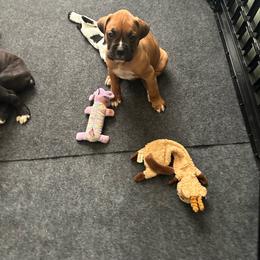 Boy 3 - Fawn male Boxer puppy in Lakeland, Florida from Cote's Boxers