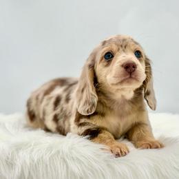 Barkley - Dapple male Dachshund puppy in Litchfield, Illinois from Charmm Dachshunds