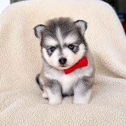 Lightning - Gray and white male Pomsky puppy in Grass Valley, California from Karalot Pomskies