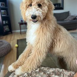 Goldendoodle Puppies from Hannah Mae Doodles
