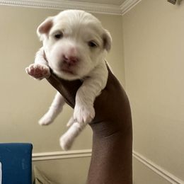 Maltipoo Puppies from Sprouting up Tiny Creations
