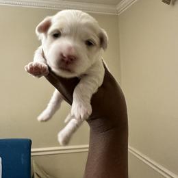 Maltipoo Puppies from Sprouting up Tiny Creations