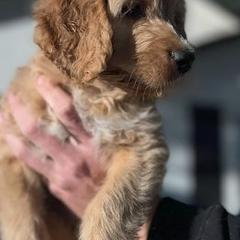 Goldendoodles from Farmhouse Goldendoodles