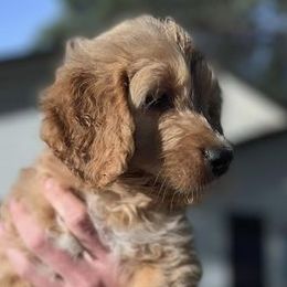 Goldendoodles from Farmhouse Goldendoodles