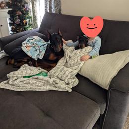 Doberman Pinscher All Grown Up from Morgan Doberman Kennel