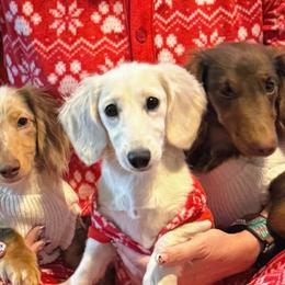 Dachshunds from Dirt Road Doxies