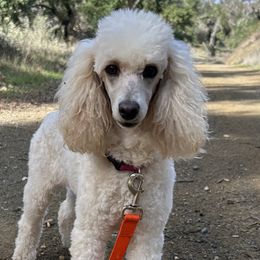 Poodles from Ever So Clever Poodles