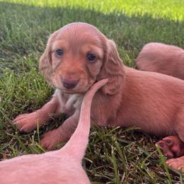 Dachshund Puppies from Sausage Squad
