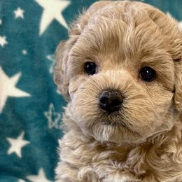 Mickey - Golden Cockapoo puppy in Roseville, California from Darby Park Doodles