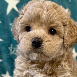 Mickey - Golden Cockapoo puppy in Roseville, California from Darby Park Doodles