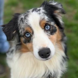 Royal - Miniature American Shepherd