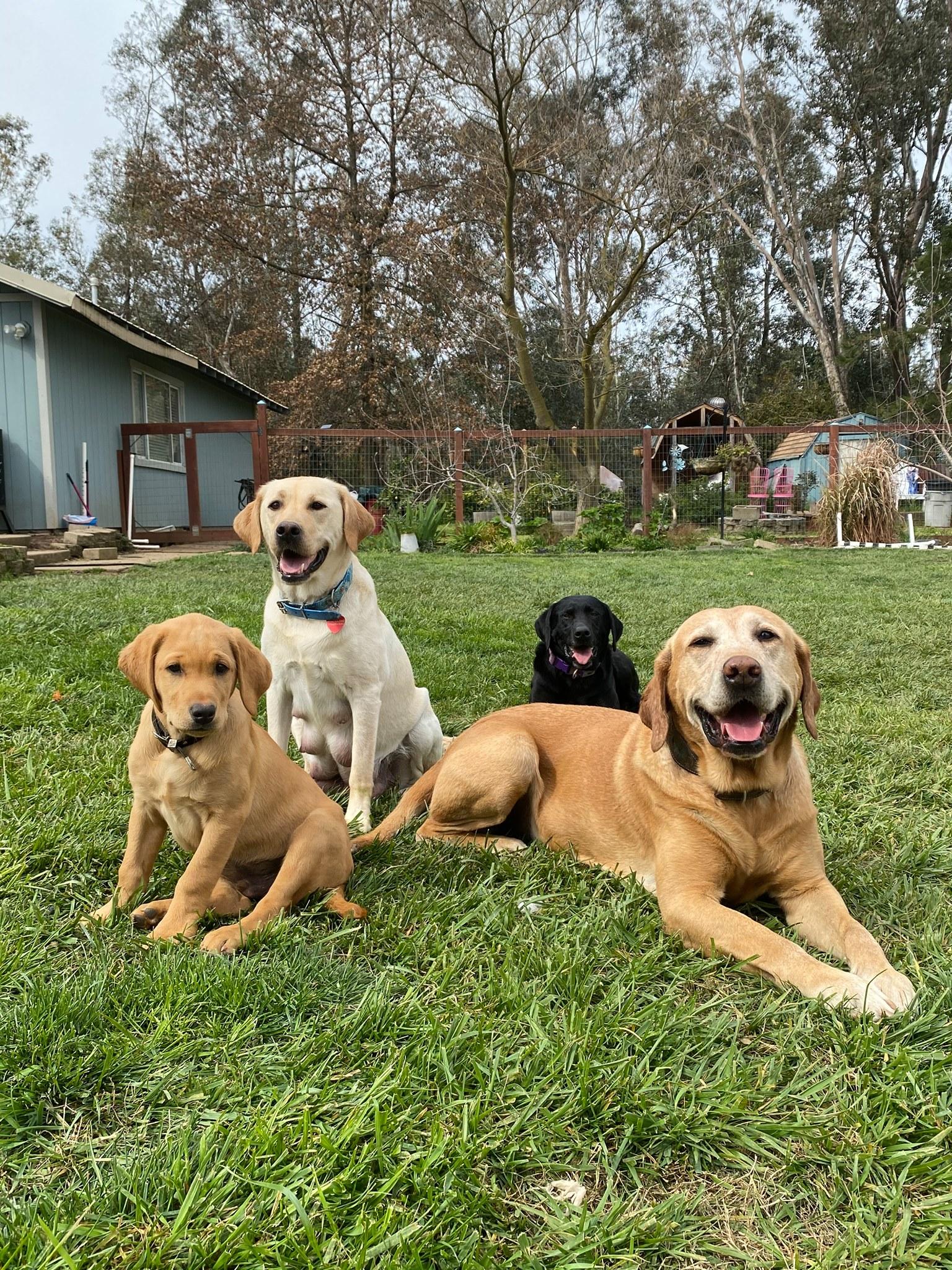 Naomi's Labrador Retrievers in California | Labrador Retriever puppies ...