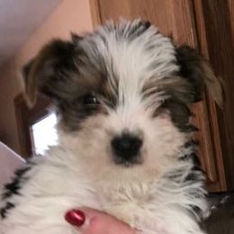 Yorkshire Terriers from Debbie's Yorkies