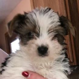 Yorkshire Terriers from Debbie's Yorkies