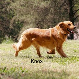 Knox - Golden Retriever