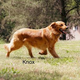 Knox - Golden Retriever