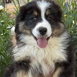 Australian Shepherd Puppies from Boundless Joy Aussies