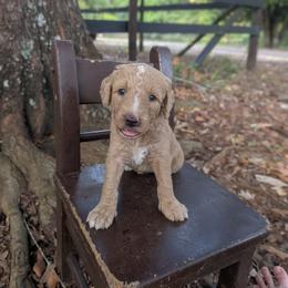 Pink - Apricot female Goldendoodle puppy in Prattville, Alabama from Jericho Junction Doodles and Poodles
