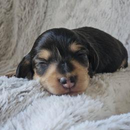 Cedar - Black and cream male Dachshund puppy in Pasco, Washington from Loyal Lil Dachshunds