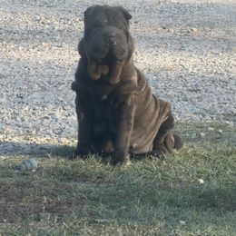 Patty cakes - Chinese Shar-Pei