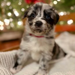 Blue Merle Female (Boo) - Blue merle female Australian Shepherd puppy in Bouton, Iowa from Beaver Creek Aussies