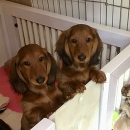 Dachshund Puppies from Royall T Dachshunds