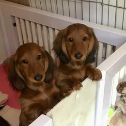 Dachshund Puppies from Royall T Dachshunds