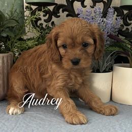 Audrey - Red female Cavapoo puppy in Grove, Oklahoma from Rocky Oak Cavaliers & Biewer Terriers LLC