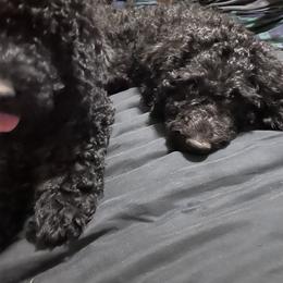Goldendoodle Puppies from Zeusthemoosedoodles